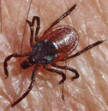 Image of Western Black-legged Tick