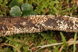 Plancia ëd Rectipilus davidii (D. A. Reid) Agerer 1973