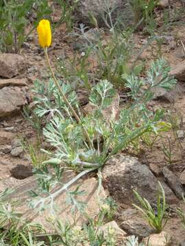 Image of California poppy