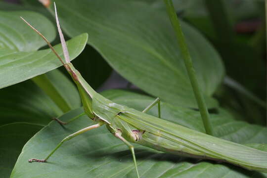 Image of Chinese Grasshopper