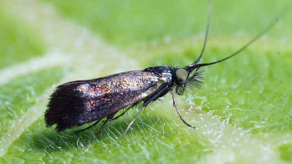 Image of Nemophora minimella Zeller 1853