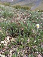 Image de Oxytropis evenorum Jurtzev & A. P. Khokhr.