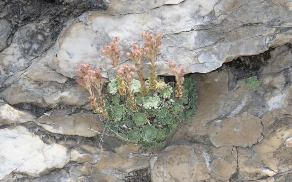 Plancia ëd Saxifraga stribrnyi (Velen.) Podp.