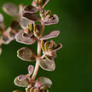 Euphorbia stoddartii Fosberg resmi