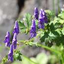 Imagem de Aconitum japonicum subsp. japonicum