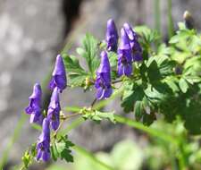 Image of Aconitum japonicum subsp. japonicum