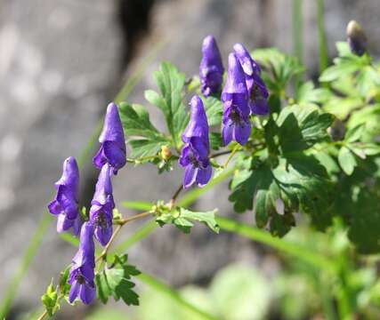 Image of Aconitum japonicum subsp. japonicum