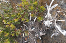 Image of Eucalyptus vernicosa Hook. fil.