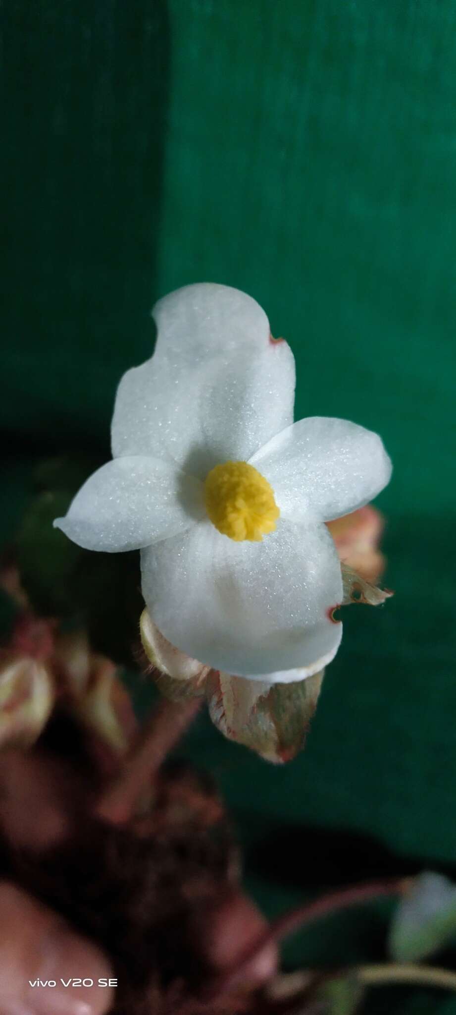 Слика од Begonia annulata K. Koch