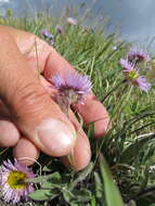 Image de Erigeron porsildii G. L. Nesom & D. F. Murray