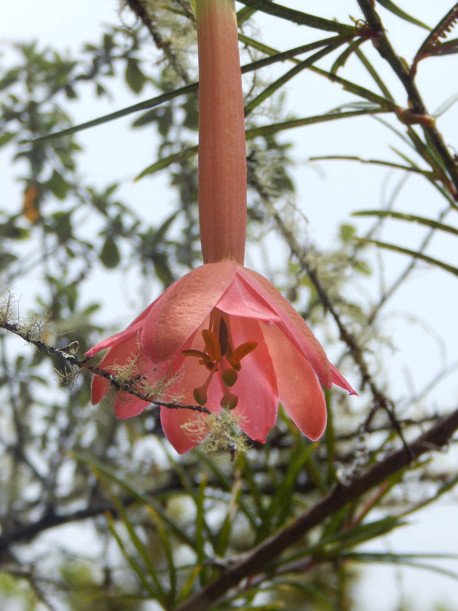 Image of Passiflora trianae Killip