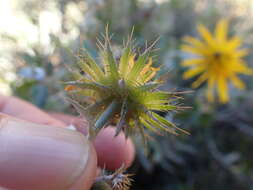 Image of Berkheya fruticosa (L.) Ehrh.