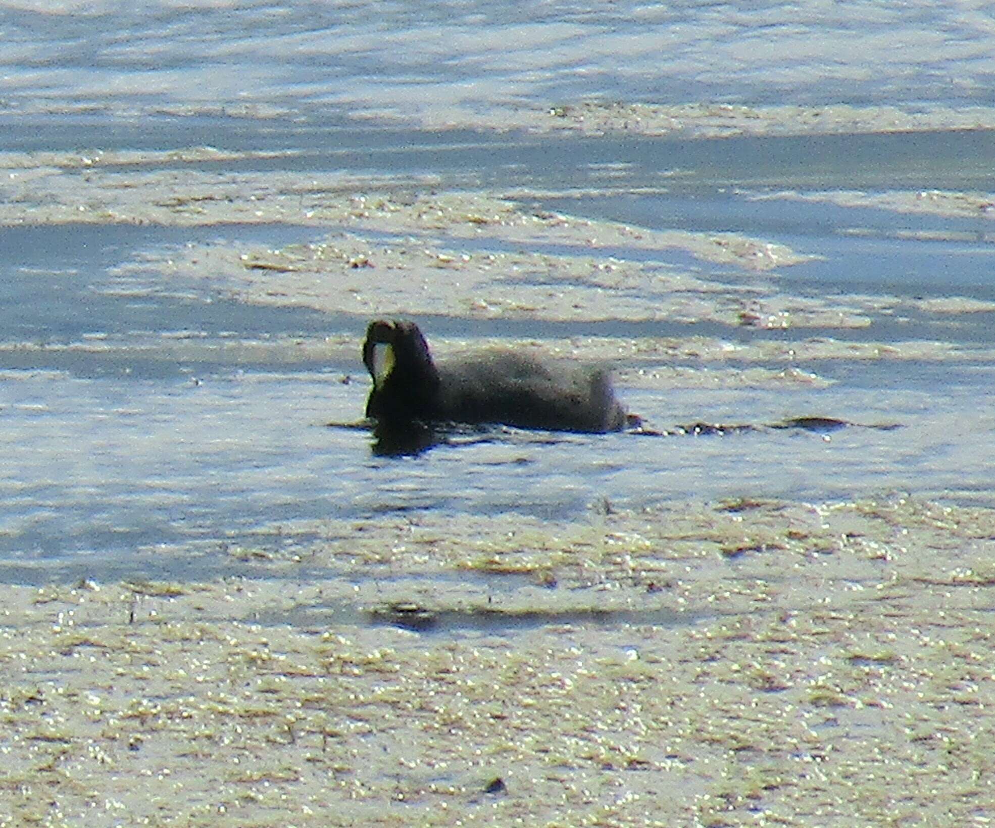 Image of Andean Coot