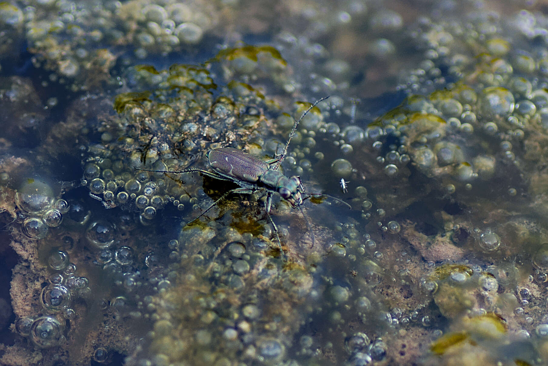 Image of Myriochila (Myriochila) undulata (Dejean 1825)