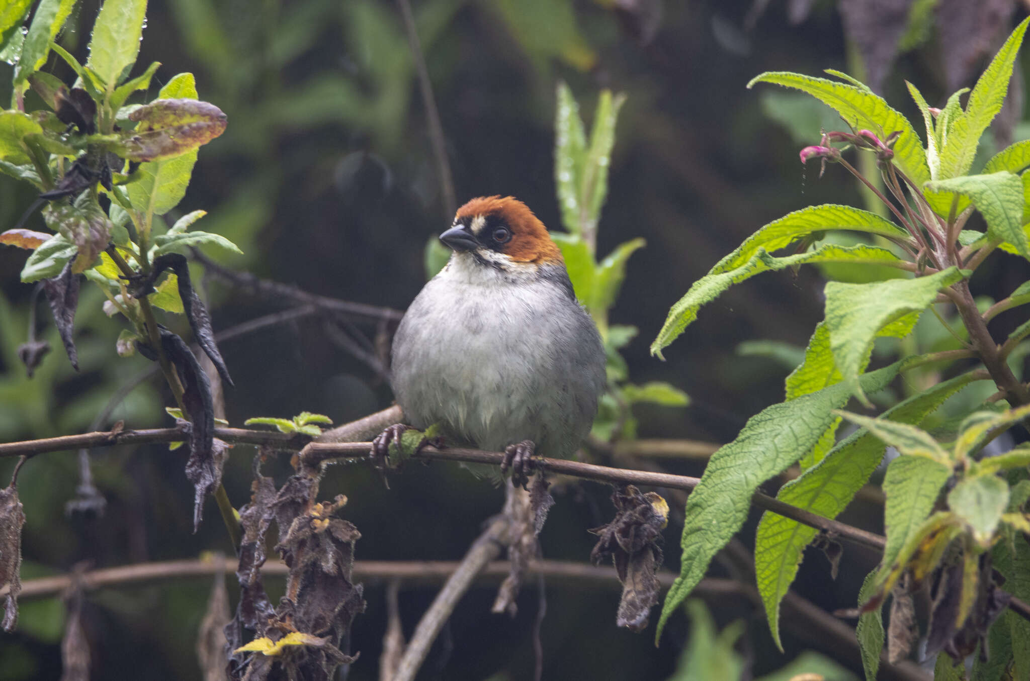 Image of Apurimac Brush Finch