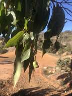 صورة Corymbia calophylla (Lindl.) K. D. Hill & L. A. S. Johnson