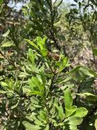 Callilepis caerulea (Hutch.) Leins的圖片