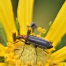 Слика од Epicauta (Epicauta) sanguinicollis (Le Conte 1853)