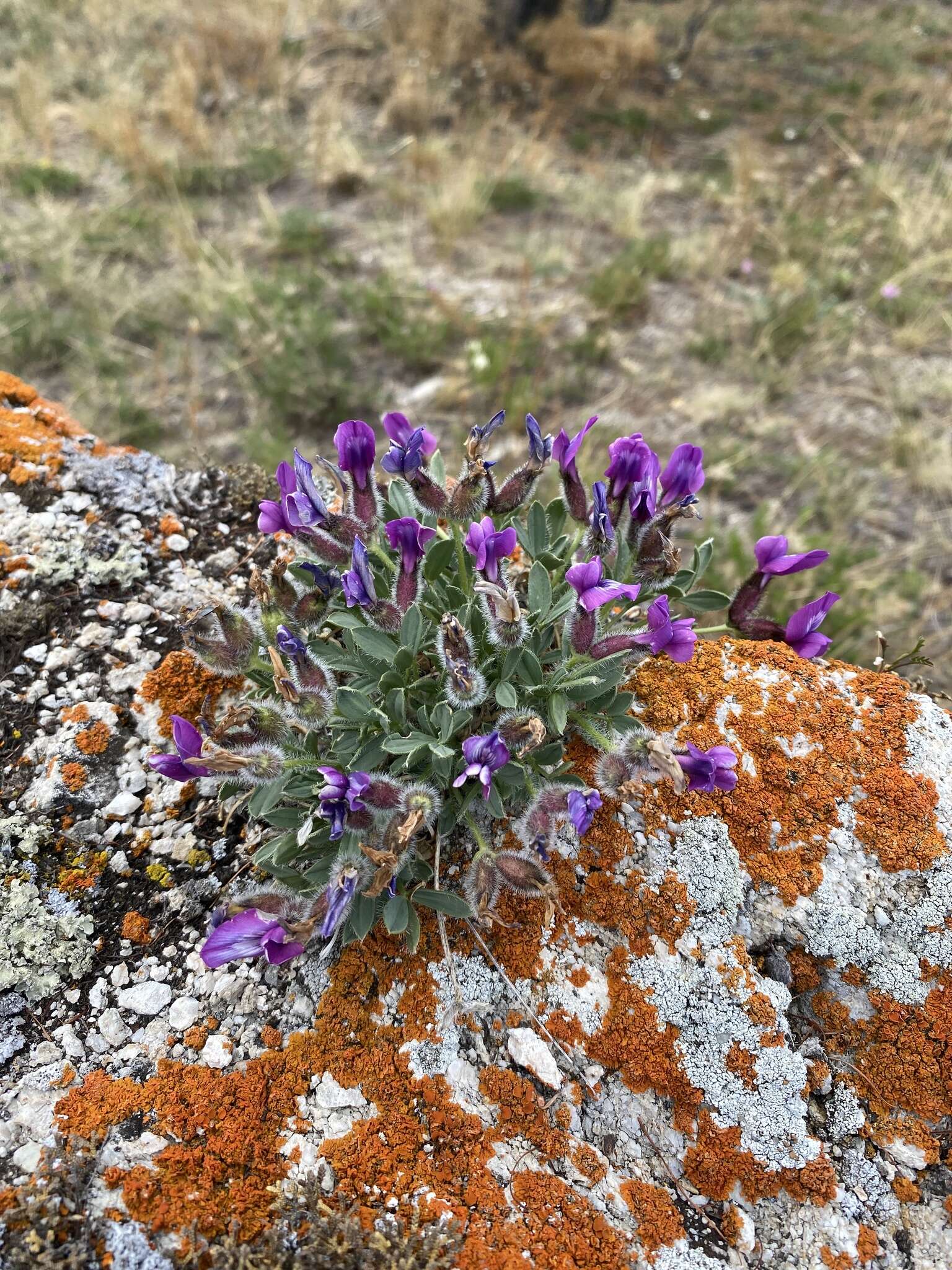 Plancia ëd Oxytropis triphylla (Pall.) Pers.