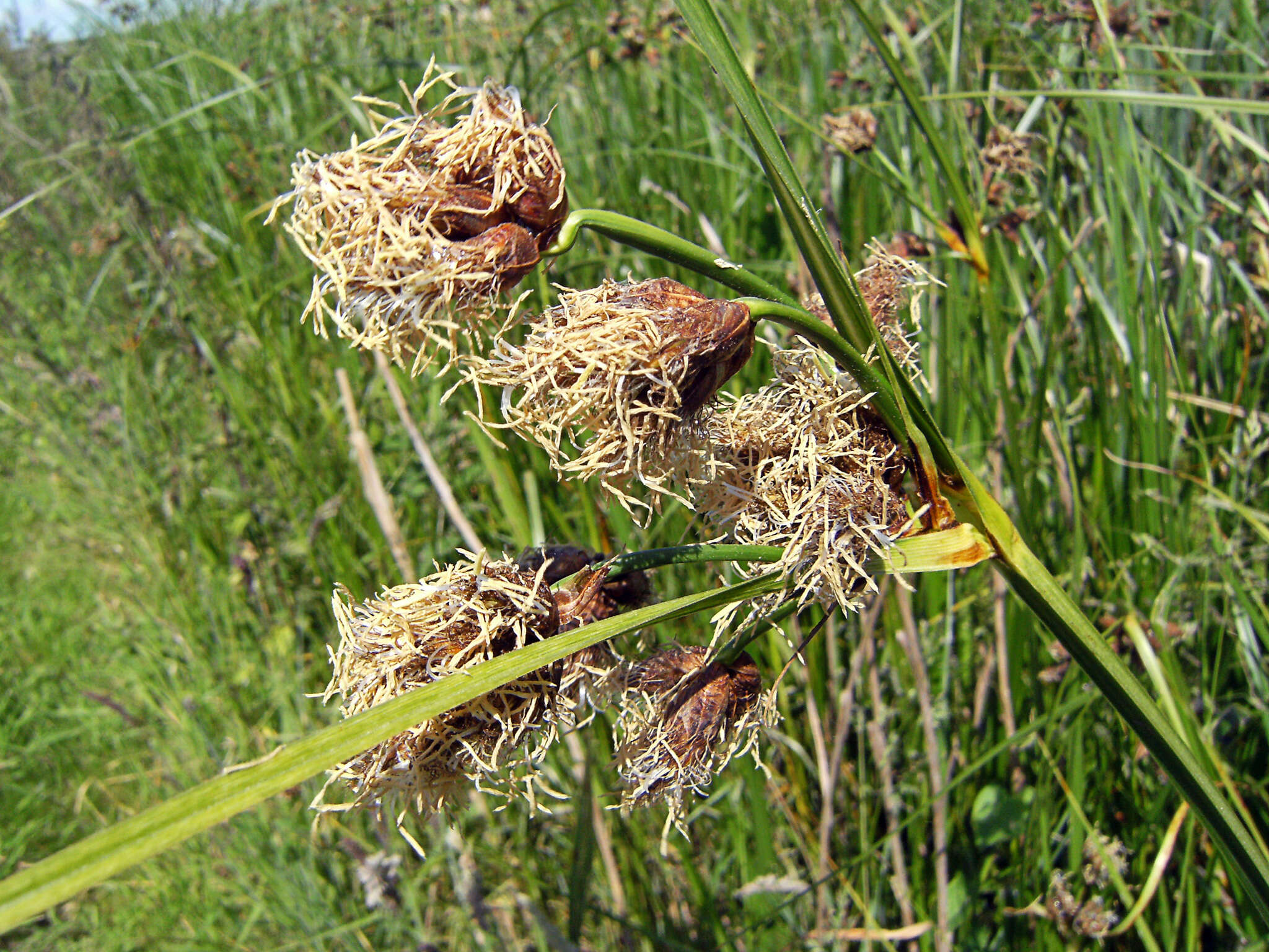 Imagem de Bolboschoenus laticarpus Marhold, Hroudová, Duchácek & Zákr.