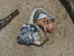 Image of striated hermit crab