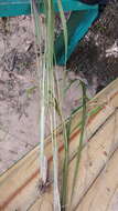 Image of Saccharum hildebrandtii (Hack.) Clayton