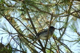 Image of Blackcap