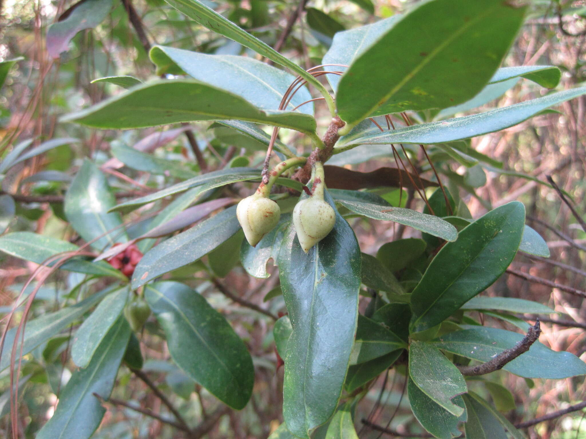 Image of Ternstroemia lineata DC.