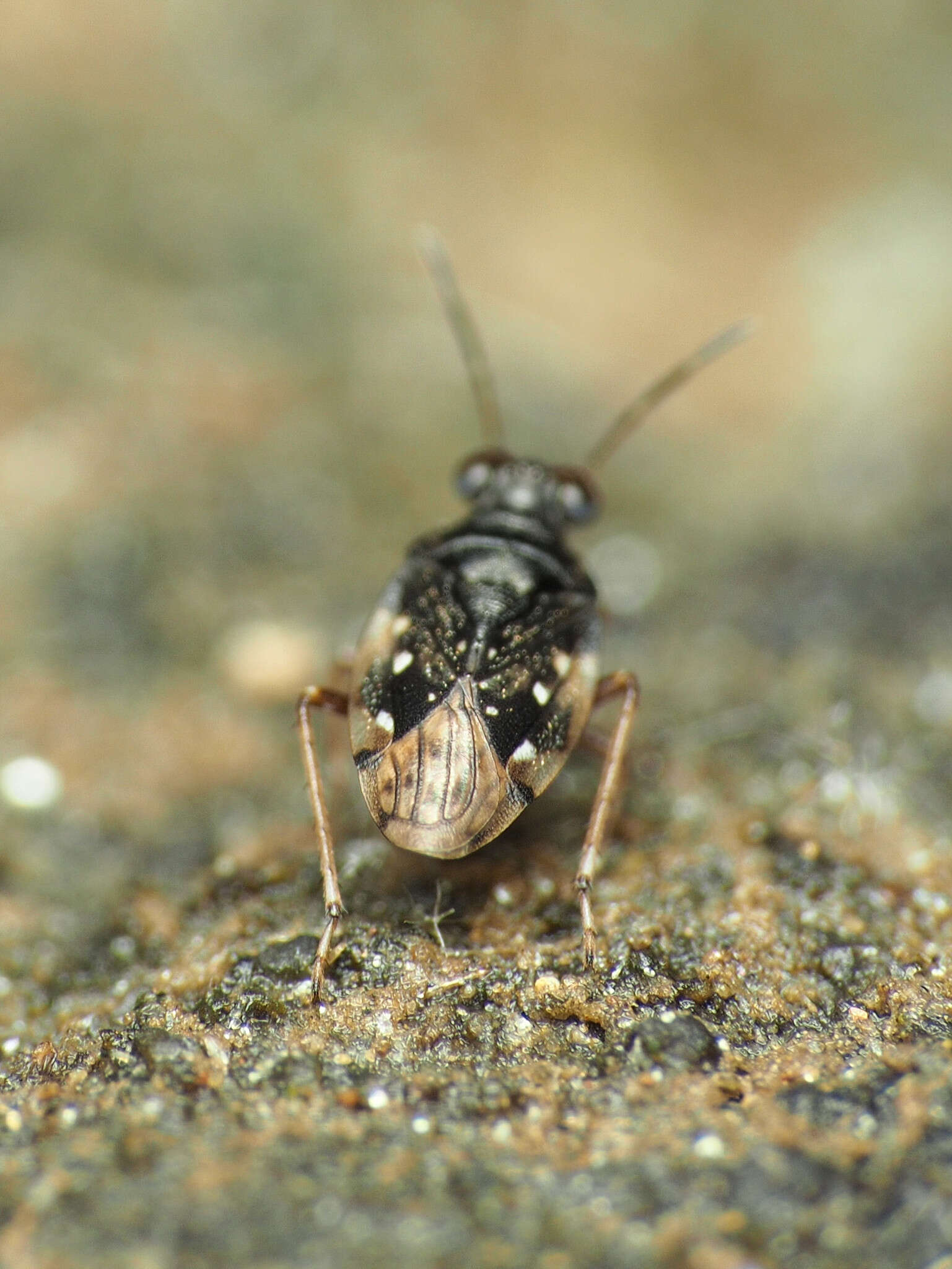 Image de Micracanthia humilis (Say 1832)