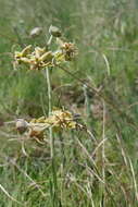 Image of Miraglossum pulchellum (Schltr.) F. K. Kupicha