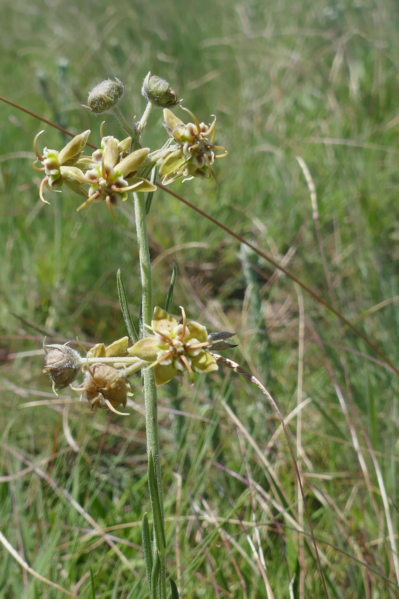 Image of Miraglossum pulchellum (Schltr.) F. K. Kupicha