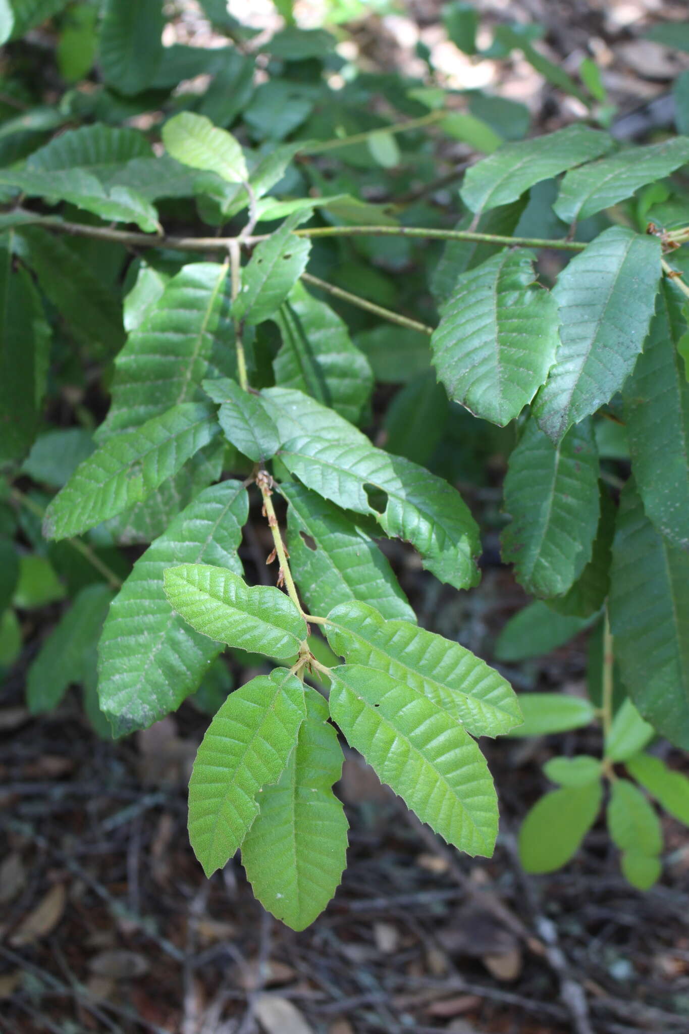 Notholithocarpus densiflorus var. densiflorus的圖片