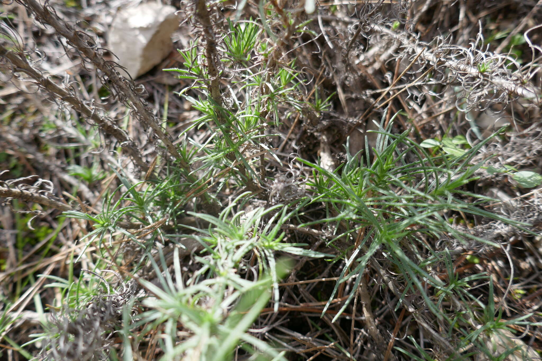 Image of Shrubby Plantain