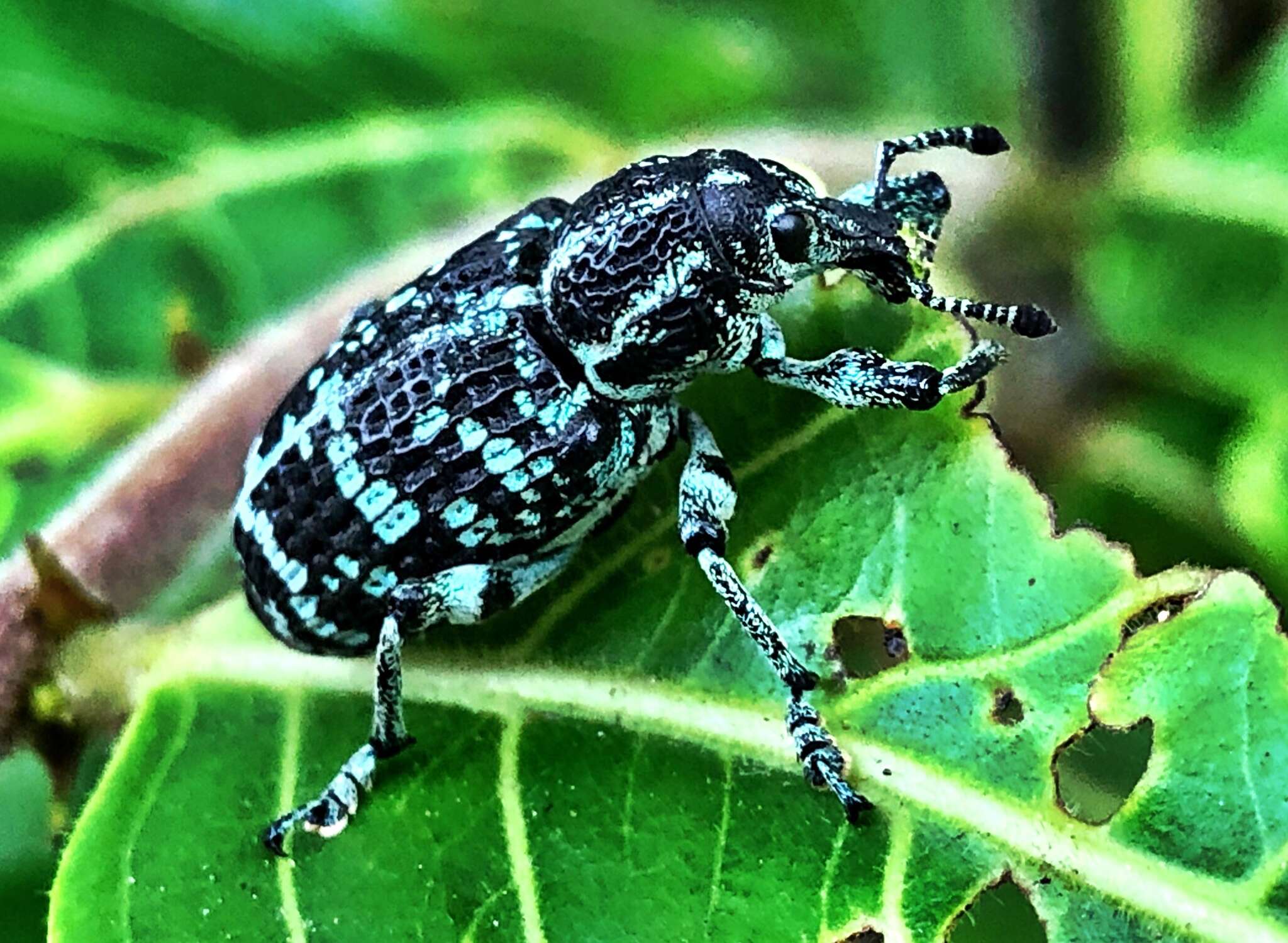 Image of Chrysolopus spectabilis (Fabricius & J. C. 1775)