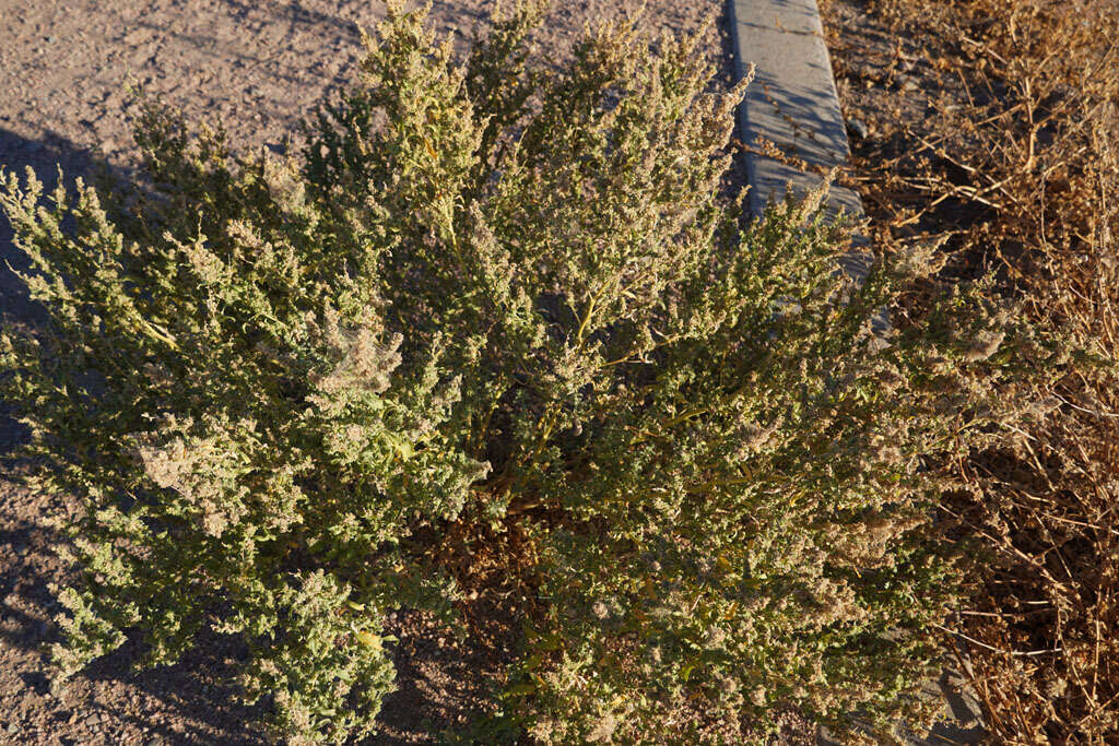 Image of wheelscale saltbush