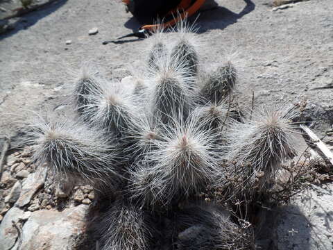 Image of Echinocereus longisetus (Engelm.) Rümpler