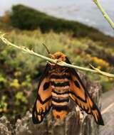 Image of Western Sheepmoth