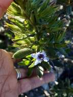 Image of Lobostemon montanus (DC.) Buek