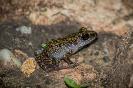 Image of Whistling Chirping Frog