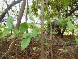 Image of Lippia bracteosa (M. Martens & Galeotti) Moldenke