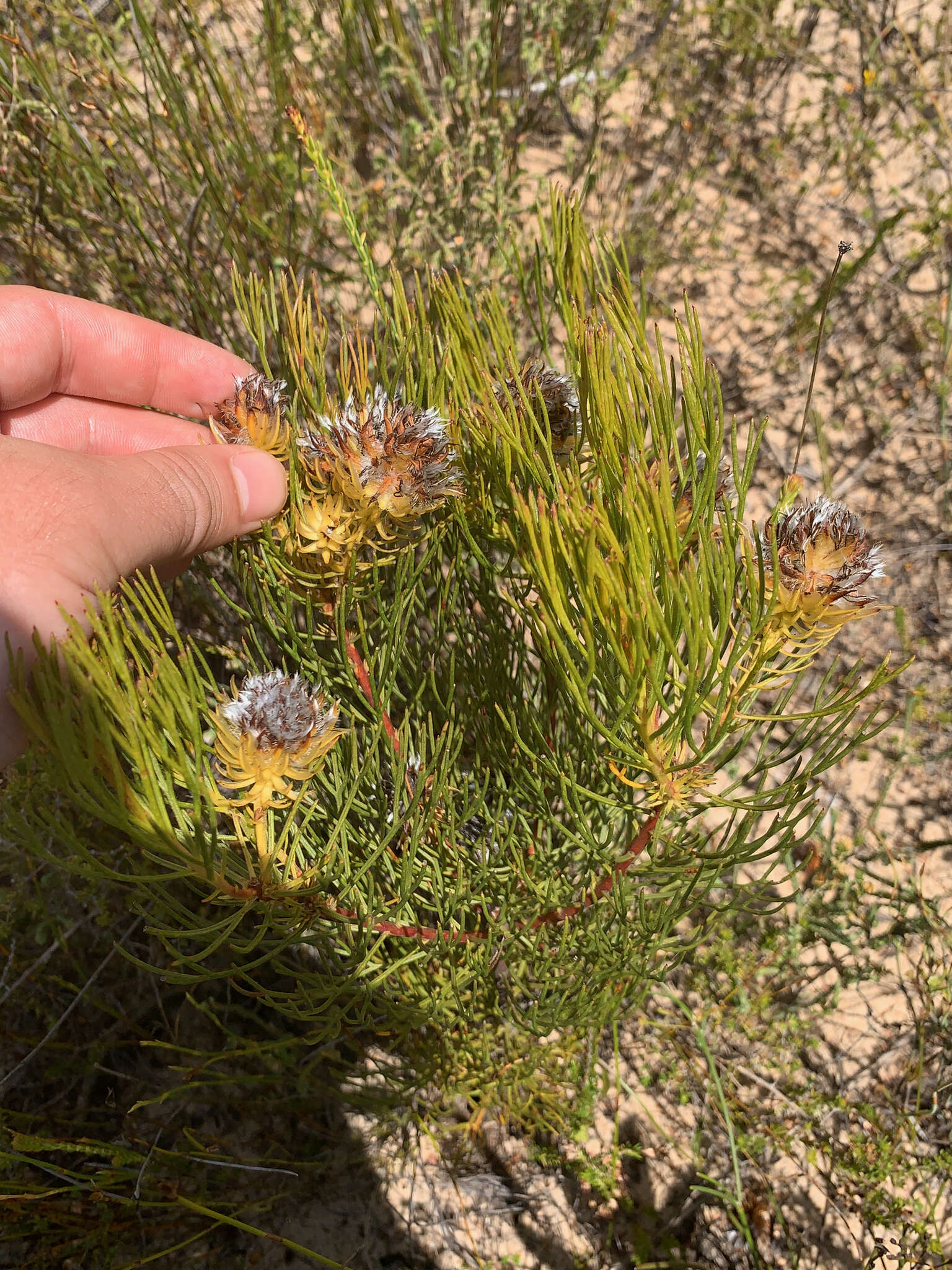 Imagem de Serruria phylicoides (Berg.) R. Br.