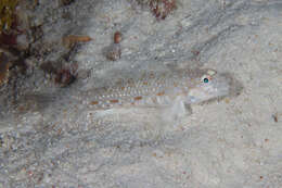 Image of Orangespotted goby