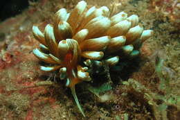 Image of Phyllodesmium kabiranum Baba 1991