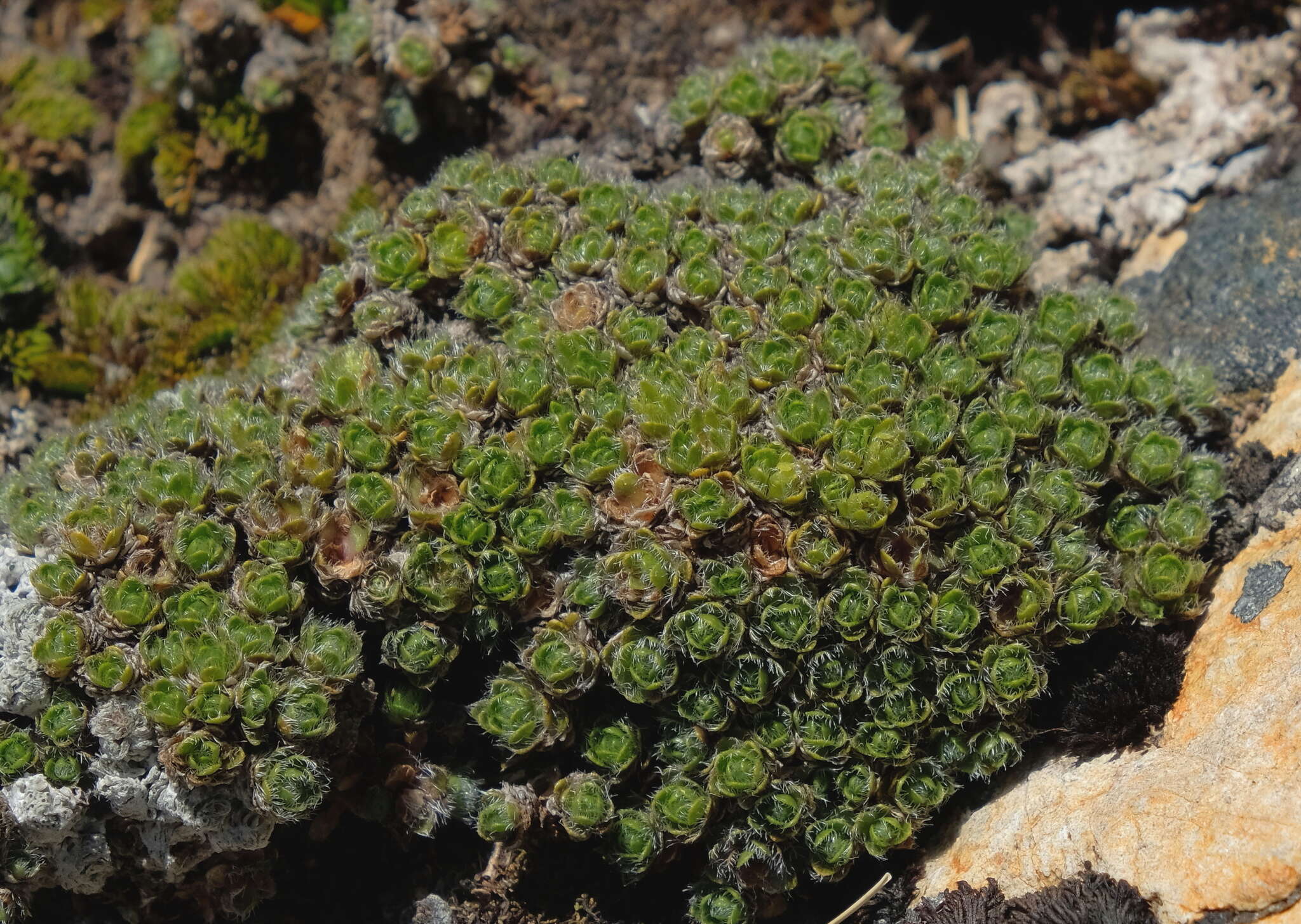 Imagem de Veronica ciliolata subsp. ciliolata