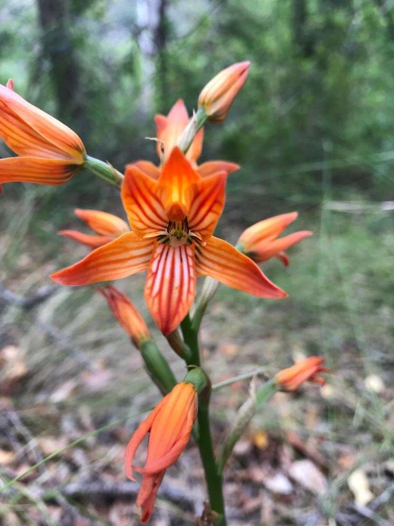 Image of Chloraea nudilabia Poepp.