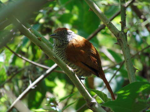 Image of Bar-crested Antshrike