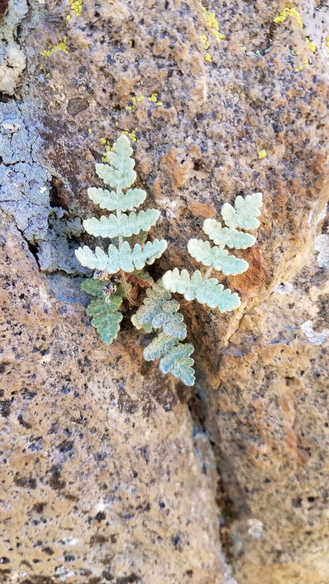 Sivun Myriopteris newberryi (D. C. Eat.) Grusz & Windham kuva