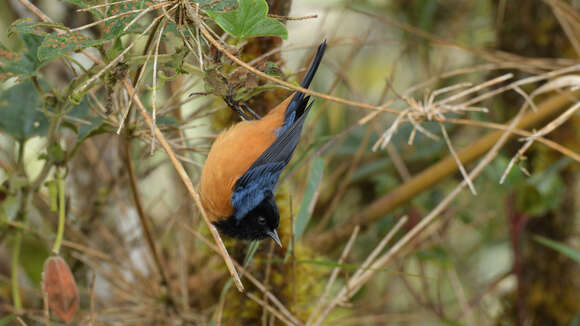 Image of Blue-backed Conebill