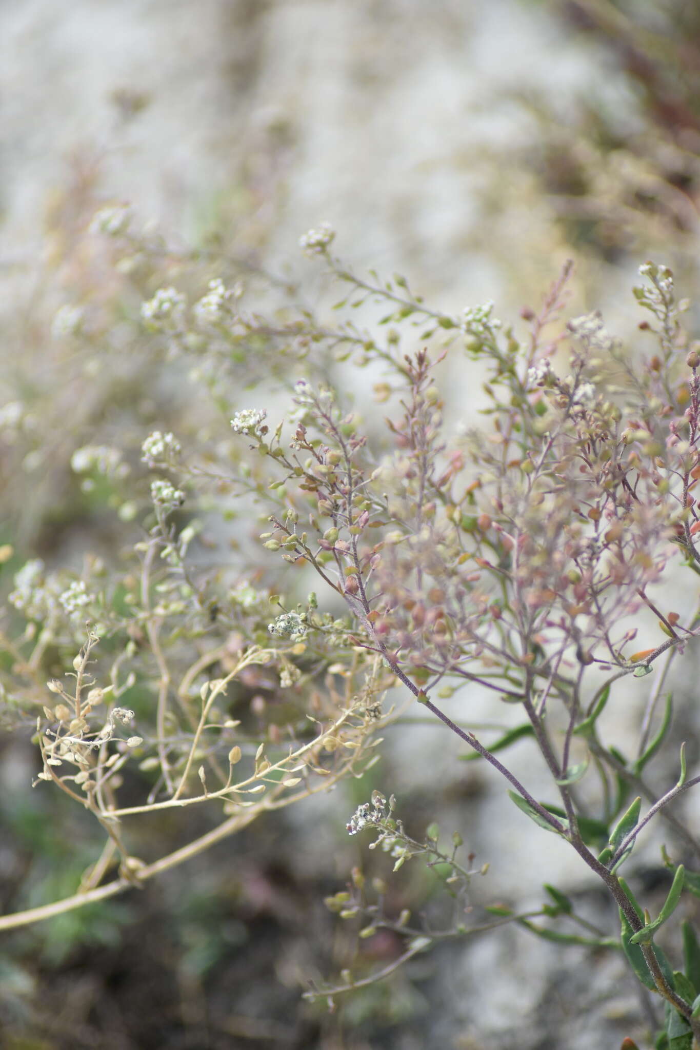 صورة Lepidium cartilagineum (J. Mayer) Thell.