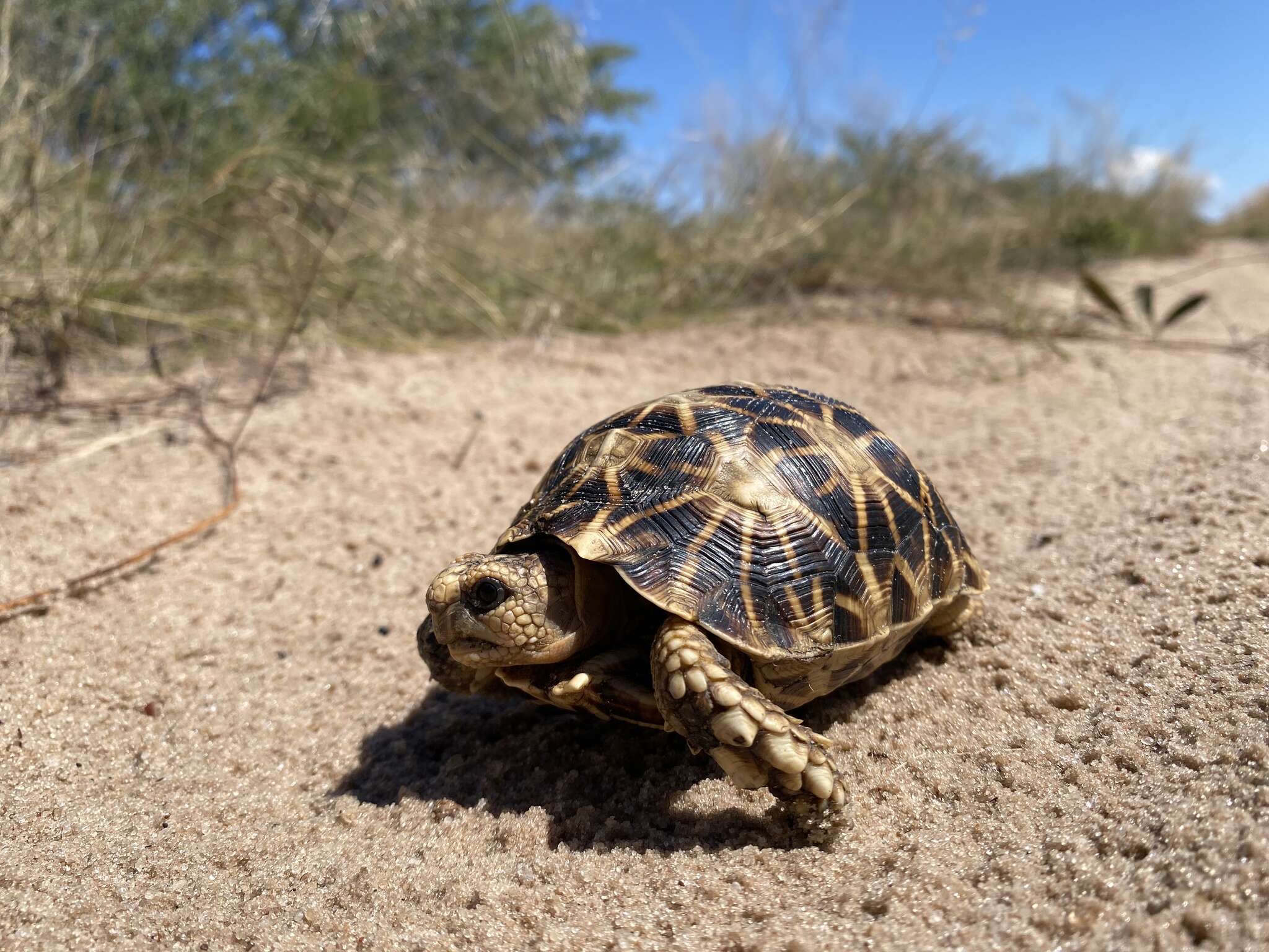 Image of Serrated Tortoise